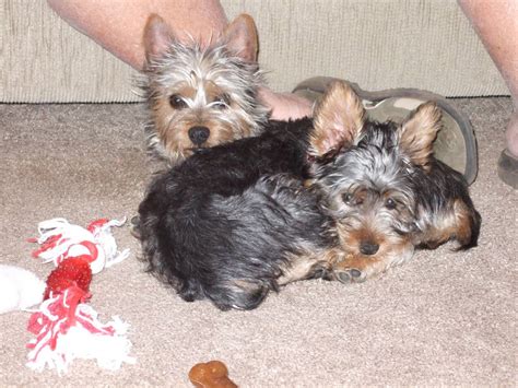 silky terrier dog breed information puppies pictures