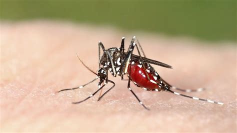 Virus Zika En México Y Maneras Correctas Para Prevenir Su Incidencia