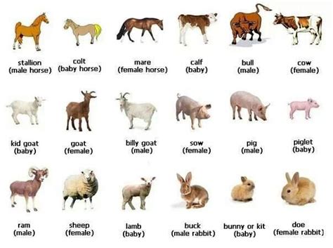 Animal Genders Farm Animals Pictures Animals Name In English Farm