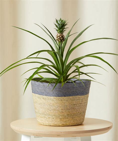 Buy Potted Bromeliad Pineapple Indoor Plant Bloomscape
