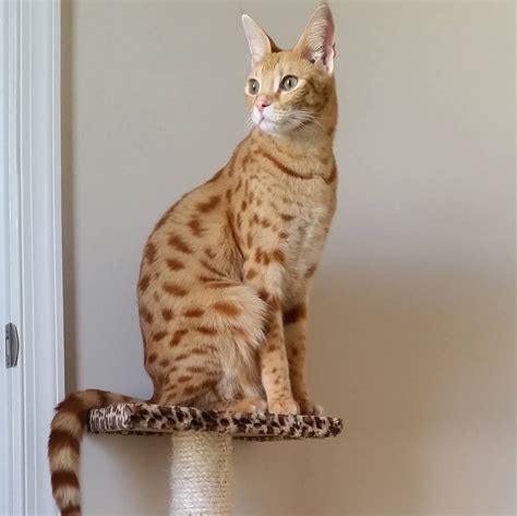 You could meet your new best friend at one of our pet adoption centers! Top 10 Exotic House Cats of Instagram - Celebrity Pet Worth