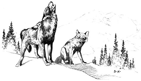 Startling coyote coloring page last chance ani. Free Coyote Coloring Page