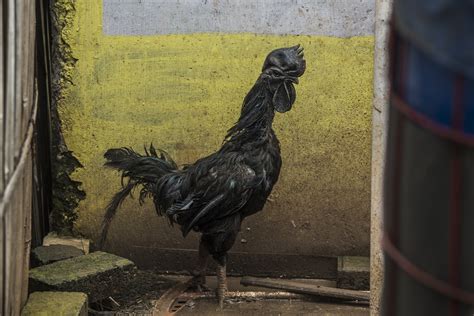 These Rare All Black Chickens Are Revered New York Post