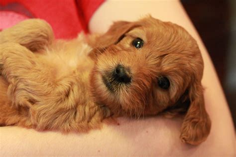 See more ideas about miniature poodle, dogs, poodle. Goldendoodle puppies for sale | Goldendoodle Breeder NY ...