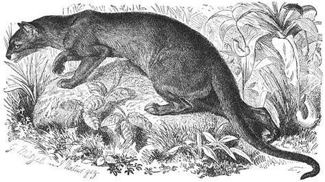 The Fossa Endemic To Madagascarits Classification Is