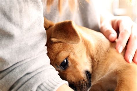 How Sharing Your Life With A Dog Can Reduce Stress And Improve Your Life