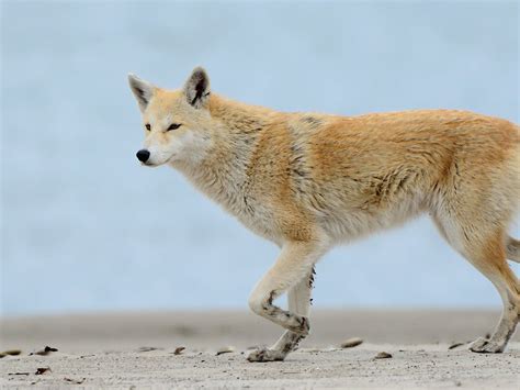 Coyotes In Virginia Map World Of Light Map