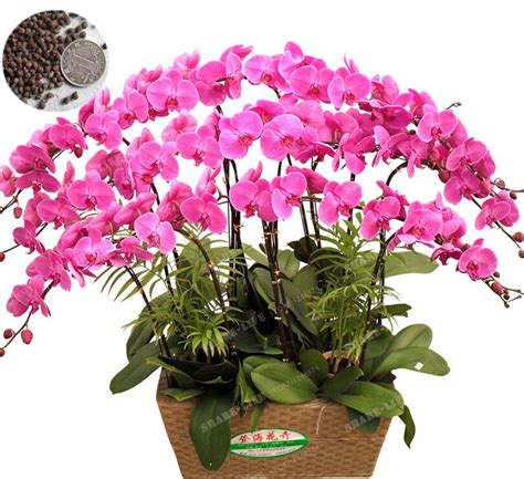 Perennial Phalaenopsis Orchid Bonsai 100 Pcs Rare Butterfly Orchid Bonsai Suite Living Room