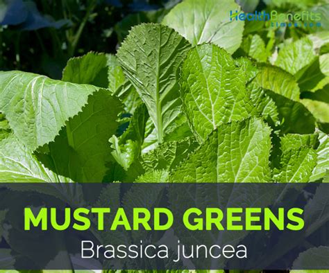 Mustard Greens Health Benefits And Nutritional Value