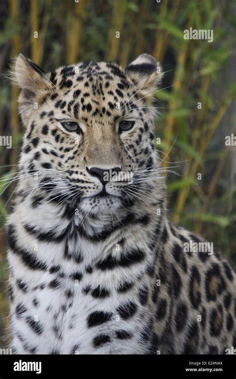 Amur Leopard Panthera Pardus Orientalis Parc De La Tete Dor Lyon