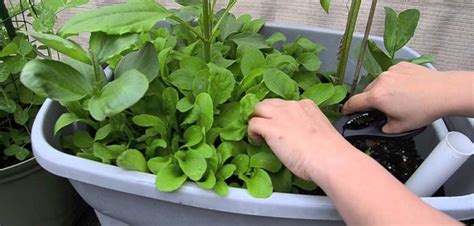How To Grow Arugula At Home Step By Step Guideline House I Love