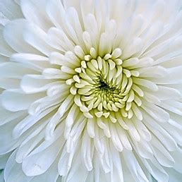 The name chrysanthemum is derived from two greek words which translate to golden flower. White Disbud Cremone Mums | Florabundance Wholesale Flowers