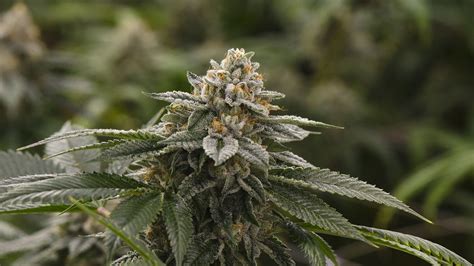 Find best 4k wallpaper and ideas by device, resolution, and quality (hd, 4k) from a curated website list weed, Drugs, Marijuana, 420, Nature, Psychedelic, Plant ...