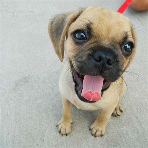 They are also very, very socialized by my children. Get Mixed Up With These Precious Puggle Puppy Pictures!