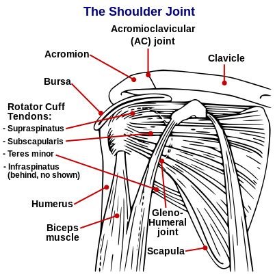 The shoulder joint is protected superiorly by an arch, which is formed by the coracoid process of the scapula, the acromion process of the scapula and the clavicle. Shoulder and Elbow Surgery: Biceps Tendon Tear at the Shoulder - Patient education