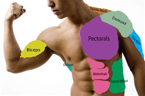 The Names Of The Muscles In The Back And Front Of The Upper Body L3