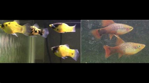 Bumblebee And Blue Coral Platys New Fish At The Platy Pen Youtube