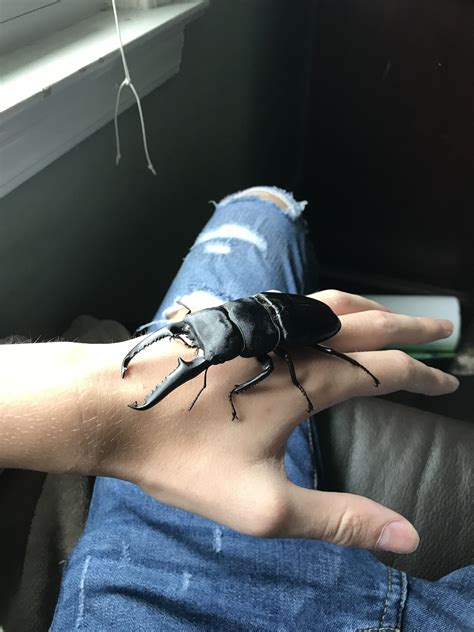 My Dorcus Titanus Stag Beetle Native To The Philippines Bred Him With A Female Whos Laying