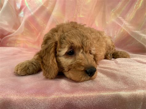 The f1 mini goldendoodle is known to have a hypoallergenic coat. F1 Dark Red Mini Goldendoodle Puppies For Sale, Iowa Breeder