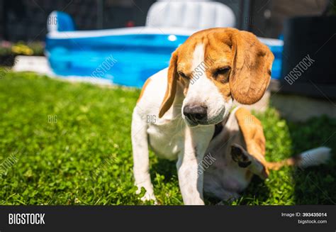 Beagle Dog Scratching Image And Photo Free Trial Bigstock