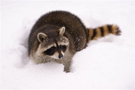 What Do Raccoons Do In Winter Wildlife Removal Toronto