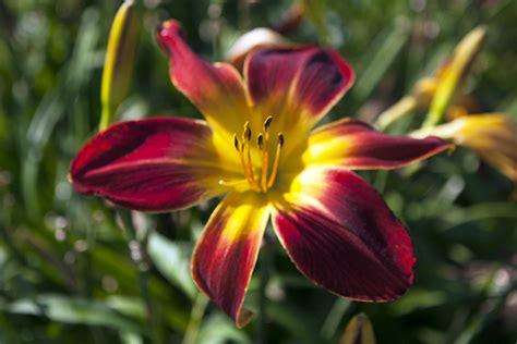Check spelling or type a new query. Daylilies 101 - My Indiana Home