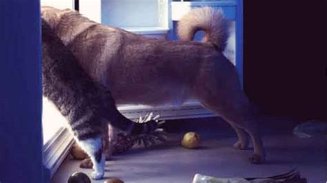 Jan 11, 2021 · 02. Why Chocolate Is Bad for Dogs and Cats | PetCareRx