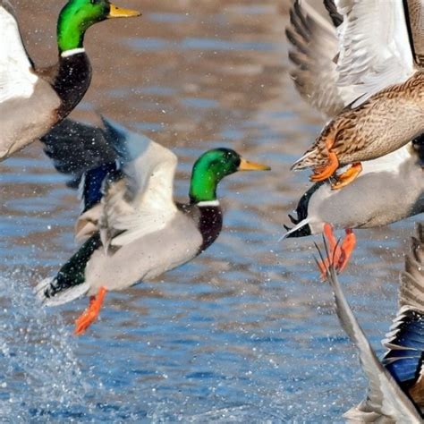 10 Most Popular Duck Hunting Iphone Wallpaper Full Hd 1920×1080 For Pc