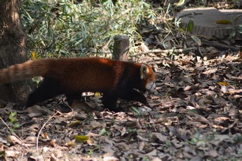 Fotos Gratis Fauna Silvestre Zoo Mamífero Panda Rojo Vertebrado