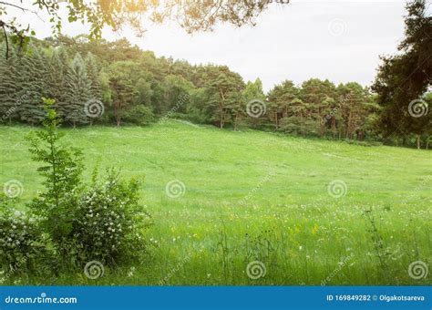 Outdoor Natural Landscape Scene With Green Grassy Meadow And Trees
