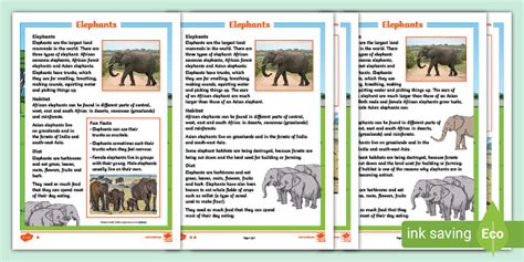 Elephant Facts For Kids Twinkl Homework Help Twinkl