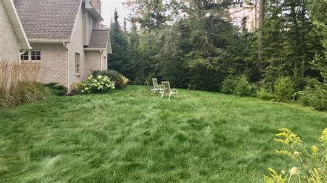 No Mow Lawn In Wisconsin In 2021 Seeding Lawn Mowing Lawn