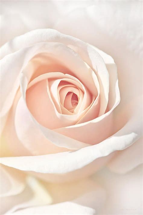 The Angel S Peach Rose Flower By Jennie Marie Schell Artofit