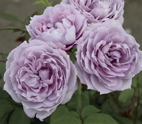It is bordered with purple flowers and then added with green grass. lavender garden rose | Floribunda roses, Rose flower ...