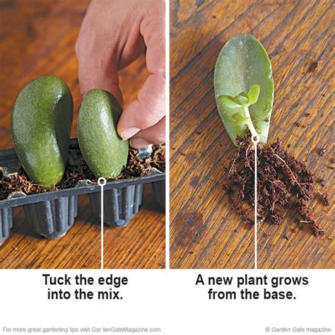 How To Root Succulents With Leaf Cuttings Succulent Gardening