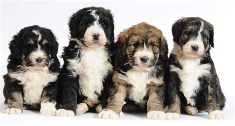 Bernese mountain dog puppies are adorable balls of fluff, but don't be fooled into taking home more than one! Bernedoodle, Bernese Mountain Dog and Poodle Mix ...