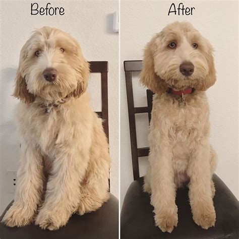Short Labradoodle Haircut Ideas 20 Before And After Photos Artofit