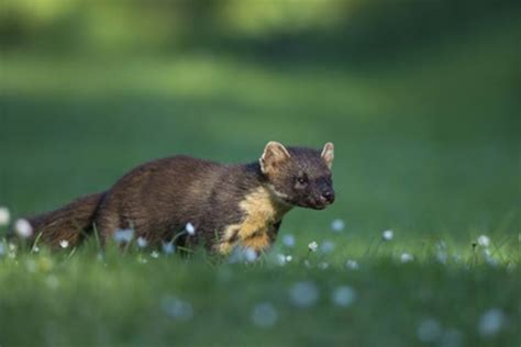 Davon abhalten kann man sie mit strengen gerüchen. Marderkot - wie erkennen Sie, ob es ein Marder ist?