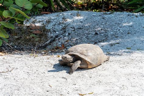 A Gopher Tortoise Roams From Its Mound At Lovers Key State Park
