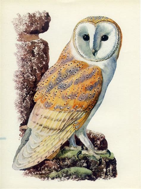 Barn Owl Large Vintage Print 1947tunnicliffe 65 Woodland Decor