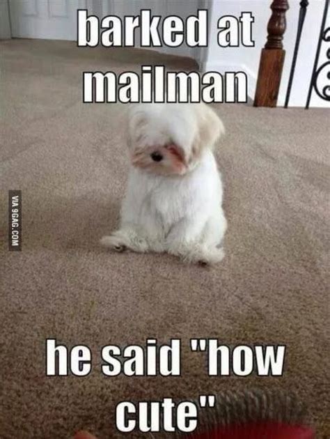 Top 30 Funny Animal Memes And Quotes Funny Pinterest