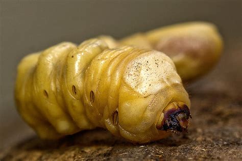 Witchetty Grub Photograph By Kevin Chippindall