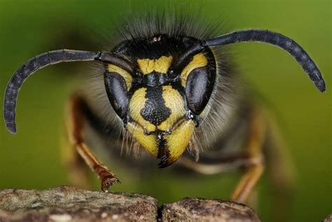 Uks Most Threatened Insect Species