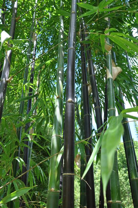 Bambusa Lako Timor Black Bamboo Land Nursery Qld Australia
