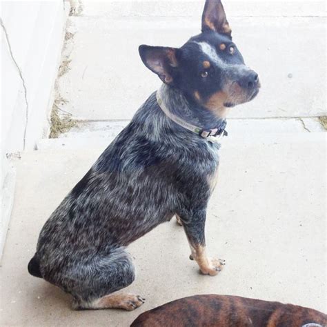 This Is Our Queensland Redblue Heeler Daisy Blue Heelers Red