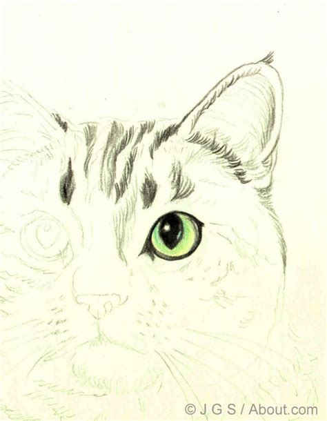 Drawing a realistic cat eye with colored pencil!hello guys! How to Draw a Cat in Colored Pencil