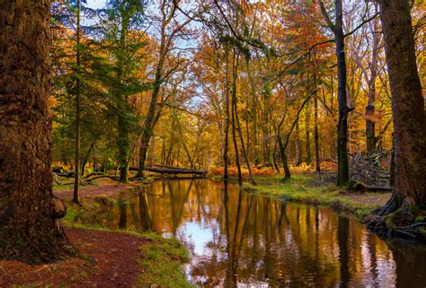 9 Stunning New Forest Walks That You Must Explore Sykes Holiday Cottages