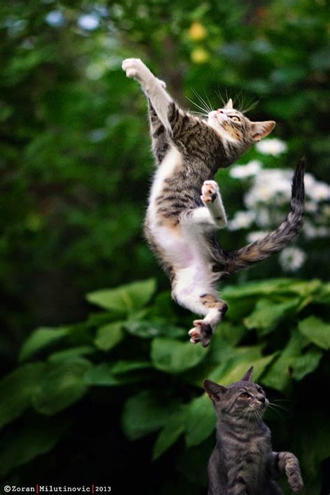 We did not find results for: CARANE KEPIYE: 150 Gambar Kucing Lucu dan Imut (Anggora, Persia, Maine Coon)