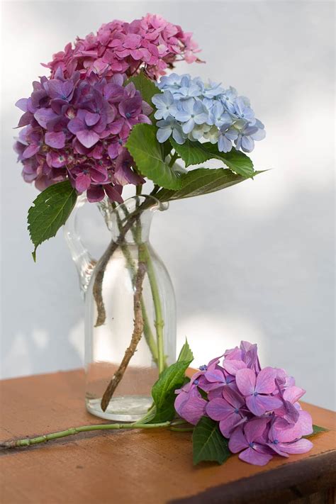 hd wallpaper pink purple and blue hydrangeas flowers in vase glass bouquet wallpaper flare