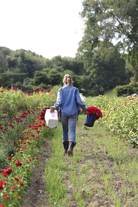 Do aldi sell cut flowers. Garden Visit: Local Flowers from Robin Hollow Farm in ...